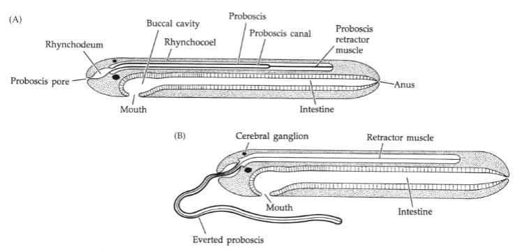 <p>• Extensible muscular tube, lies in rhynchocoel (coelom)</p><p>• Used to capture prey, sometimes to burrow</p><p>• Everts to extend</p><p>• May contain a barb (stylet)- armed nemerteans</p>