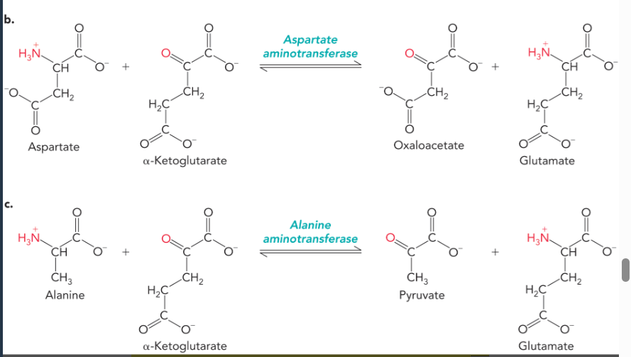 <p>buildup of aspartate aminotransferases and alanine aminotransferases mean that the liver is not functioning properly</p>
