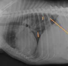 <p>Liver</p>