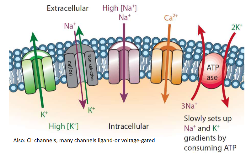 <p>potassium leak channel, non-selective cation channel, sodium channel, calcium channel, sodium-potassium pump</p>