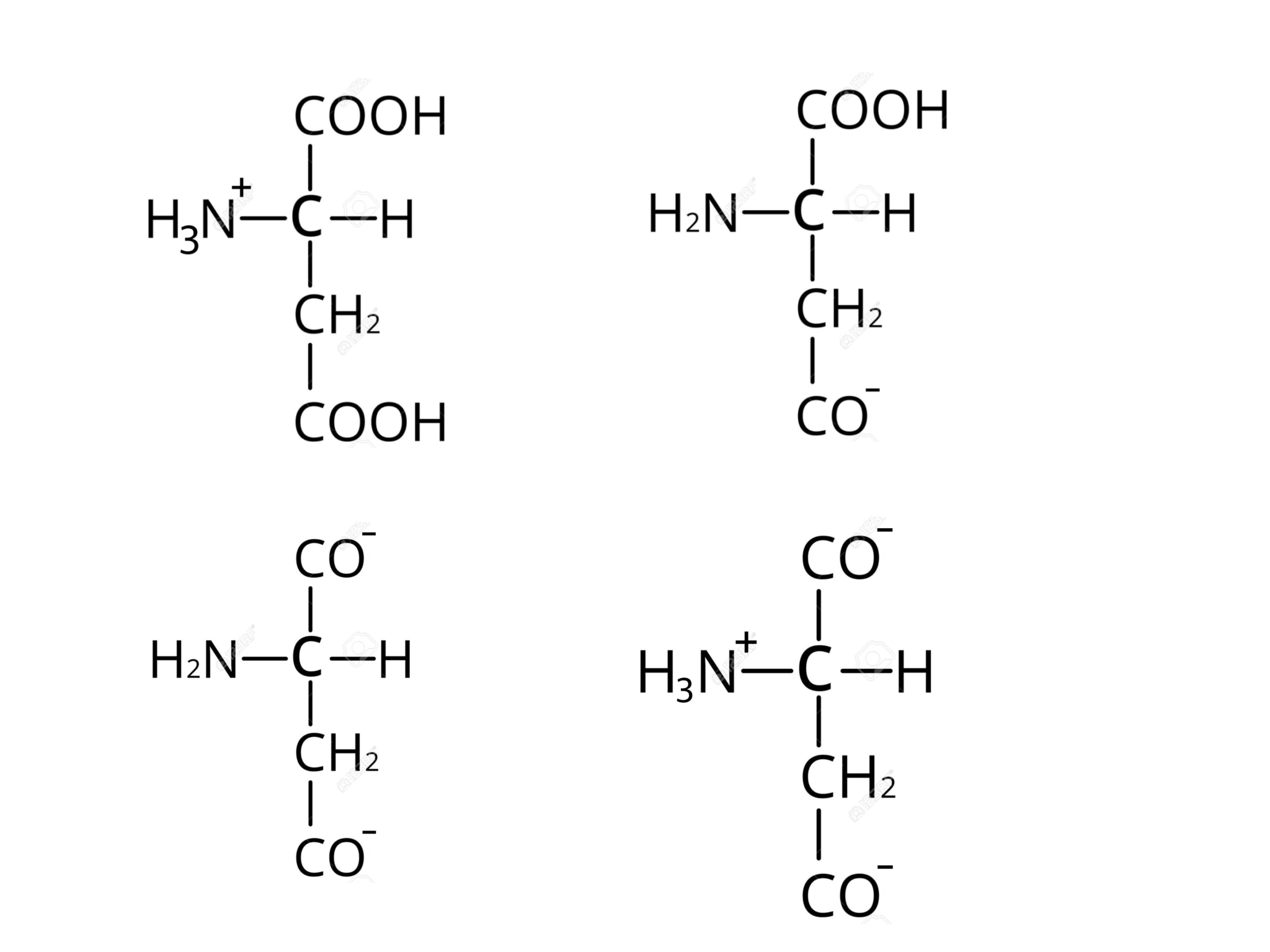 <p>Which is the correct form of aspartic acid in alkaline conditions</p>