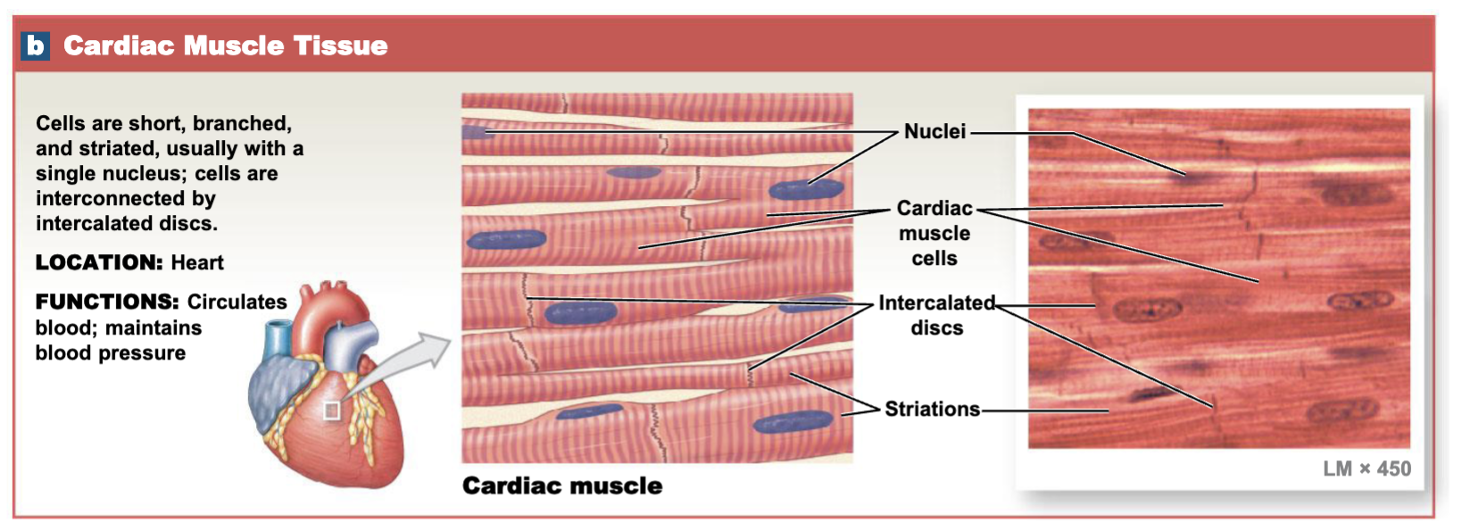 <p>Striated, involuntary, branched</p>