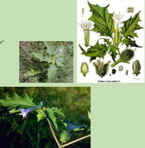 <p>What plant is this?</p>