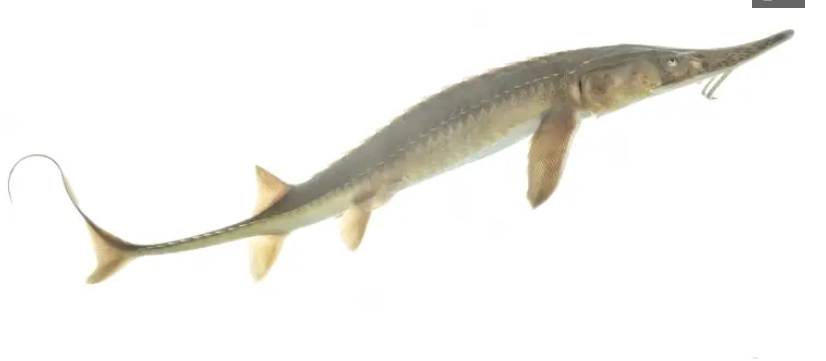 <p>Scaphirhynchus platorynchus</p><p>native</p><p>flat shovel shaped snout, pale bony plates, and large barbels next to its mouth </p>