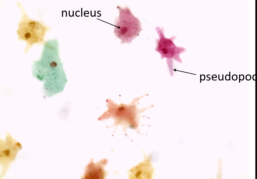 <p>Fungi</p>