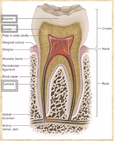 <p>covers root—living</p><p>makes up most inside of tooth—living</p><p>covers crown and neck—non-living</p>