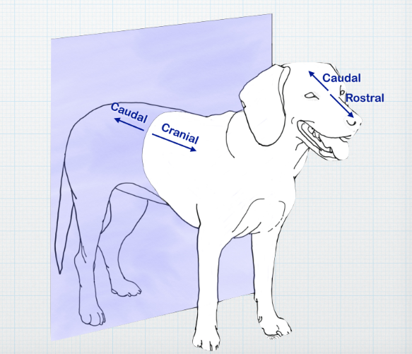 <p>Towards the tail; used when referring to the body and head </p>