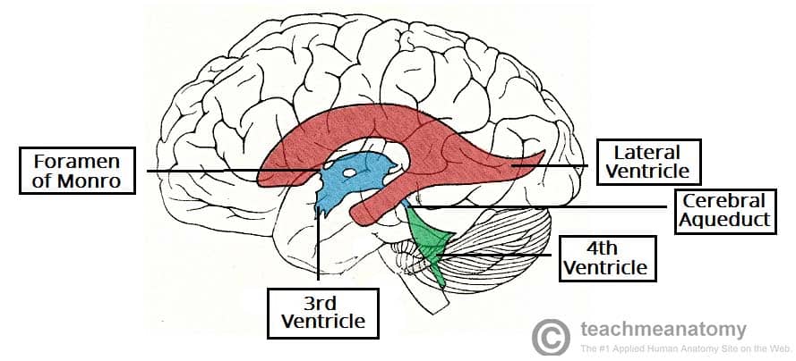 <p>Function of ventricles?</p>