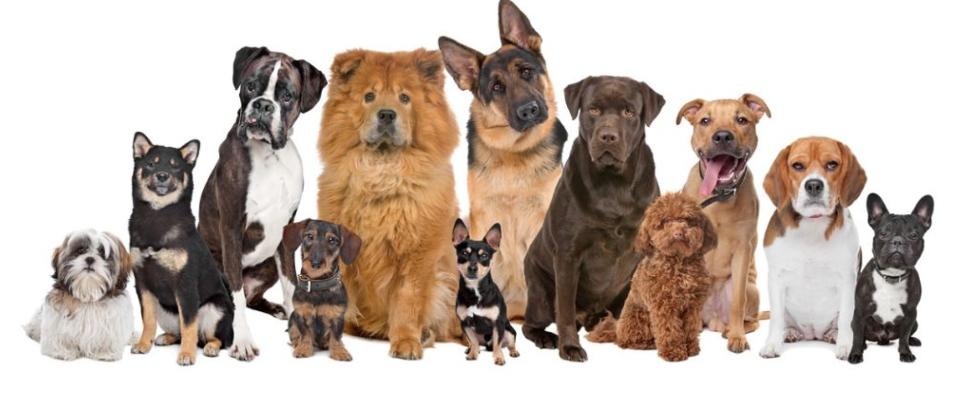 <p><strong><u>Control of Behavior</u></strong></p><p class="p2">• <strong>Innate behavior:</strong> ?</p><p class="p3">• Preprogrammed __ appear suddenly in an animal’s ontogeny and are indistinguishable from similar behavior performed by older, experienced adults.</p><p class="p2">• <strong>Learned Behavior: </strong>modification of behavior through __.</p>