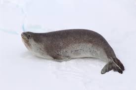 <p>Ross seal</p>