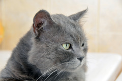 <p>gray</p>