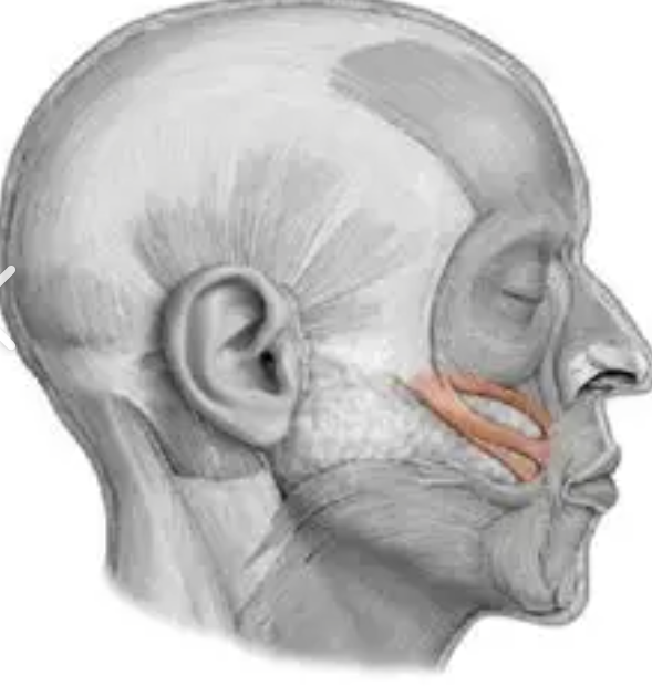 <p>major and minor are muscles extending for the zygomatic bone to the angle of the mouth that elevates the lip, as in laughing </p>