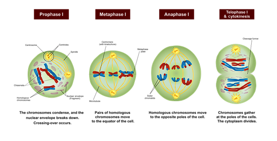 <ul><li><p>DNA replication</p><ul><li><p>92 sister chromatids</p></li></ul></li><li><p>Chromosome condensation</p></li><li><p>Chromosomes associate in homologous pairs (tetrads)</p></li><li><p>Crossing over between arms of homologous chromosomes</p></li><li><p>One homologous chromosome (2 chromatids) goes into EACH daughter cell</p></li><li><p>Cell now haploid </p><ul><li><p>2 sister chromatids of one chromosome</p></li></ul></li></ul><p></p>