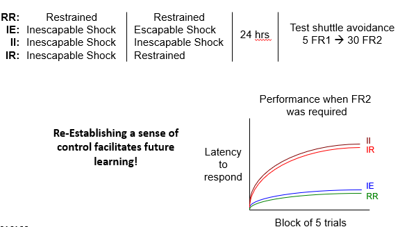 <p>Groups: </p><ol><li><p>IR = Inescapable shock → then restrained </p></li><li><p>IE = Inescapable shock → then escapable </p></li><li><p>RR = Restrained → Restrained (control) </p></li><li><p>II= Inescapable → Inescapable </p></li></ol><p>Key Points: </p><ul><li><p>Animals that experience control again → start responding normally + escape faster + show recovery </p></li><li><p>LH is NOT permanent!</p></li></ul><p></p><p></p>