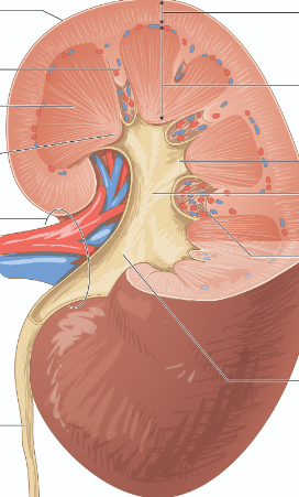 <p>word bank</p><p></p><p>renal sinus adipose</p><p>renal hilum </p><p>major calyx</p><p>renal pelvis</p><p>ureter</p><p>minor calyx</p><p>medulla</p><p>column</p><p>pyramid</p><p>papilla</p><p>capsule</p><p>cortex</p>