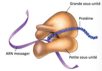 <p>Petites protéines constituées d’ARN ribosomique (acide ribonucléique). </p><p>Constitués de 2 sous-unités qui prennent l’ARN messager emboîtées lors de la traduction (assemblage des protéines selon le code de l’ARNmessager). </p><p>Existent sous formes libres ou liés à des membranes (telle que le réticulum endoplasmique rugueux) : </p><ul><li><p>Les libres synthétisent les protéines dont le champ d’action se limite au cytoplasme. </p></li><li><p>Les liés synthétisent les protéines à destination des membranes ou devant sortir de la cellule.Complexes cellulaires responsables de la synthèse des protéines.</p></li></ul><p>Transcription de l’ARNm</p>
