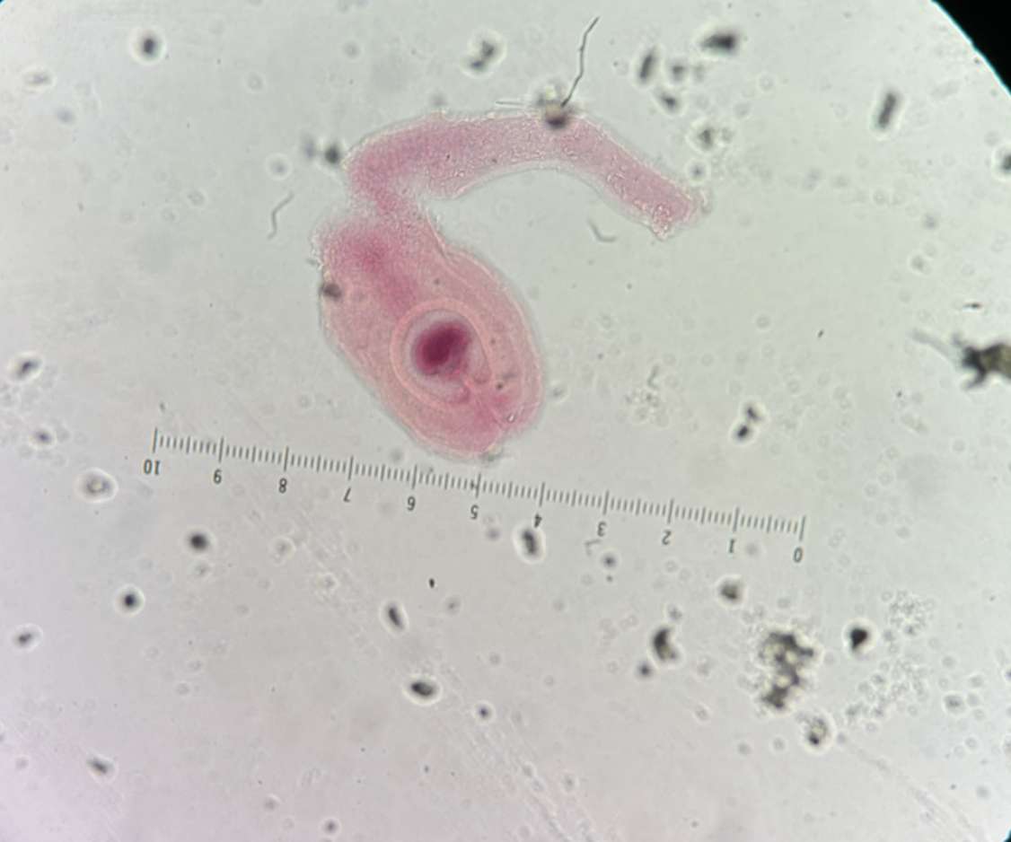 <p>Kingdom?</p><p class="p1">Phylum?</p><p class="p1">Class?</p><p class="p1">Subclass?</p><p class="p1">Order?</p><p class="p1">Family?</p><p class="p1">Genus?</p><p class="p1">ID?</p>