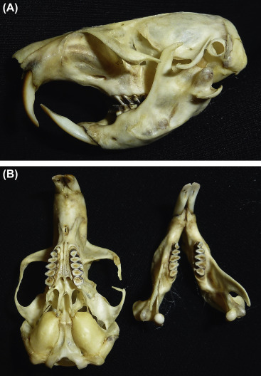 <p>Family Geomyidae Thomomys bottae (Botta’s pocket gopher)</p>