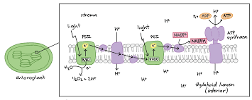 <p>It acts as an "electron taxi," carrying high-energy electrons from the light reactions to the Calvin cycle.</p>