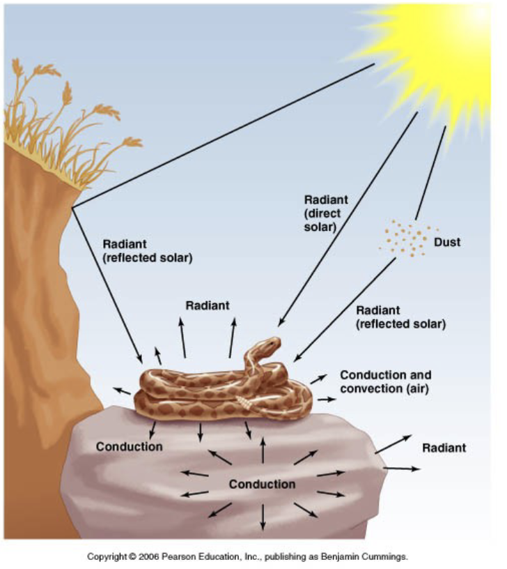 <ul><li><p>T<sub>A</sub> = ambient temp</p></li><li><p>T<sub>B</sub> = body temp</p><ul><li><p>both are for heat exchange between organism and environment</p></li></ul></li><li><p>factors</p><ul><li><p>behavioral → how body is arranged, where the organism is (open vs shelter)</p></li><li><p>biochemical → what is being consumed, chemical rxns of breakdown (proteins vs fats)</p></li><li><p>physiological → blood flow, insulation, etc. </p></li></ul></li><li><p>ΔH = ΔH<sub>metabolism</sub> + ΔH<sub>conduction</sub> + ΔH<sub>convection</sub> + ΔH<sub>radiation</sub> + ΔH<sub>evaporation</sub></p></li></ul><p></p>