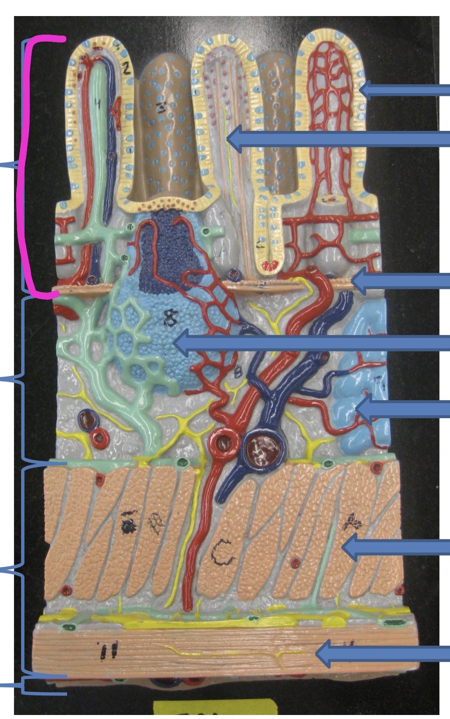 knowt flashcard image