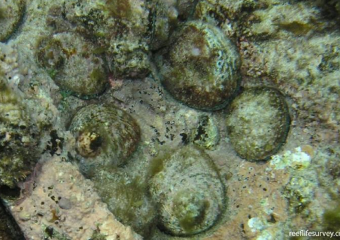 <p>MOLLUSCA Roes abalone </p>
