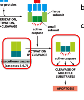 <ol><li><p>Start off as inactive dimers</p></li><li><p>Gets cleaved by initiator caspase </p></li><li><p>Activated by conformational rearrangement</p></li></ol><p></p>