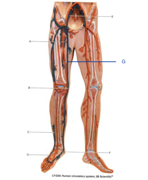 <p>identify the structure indicated by E</p>