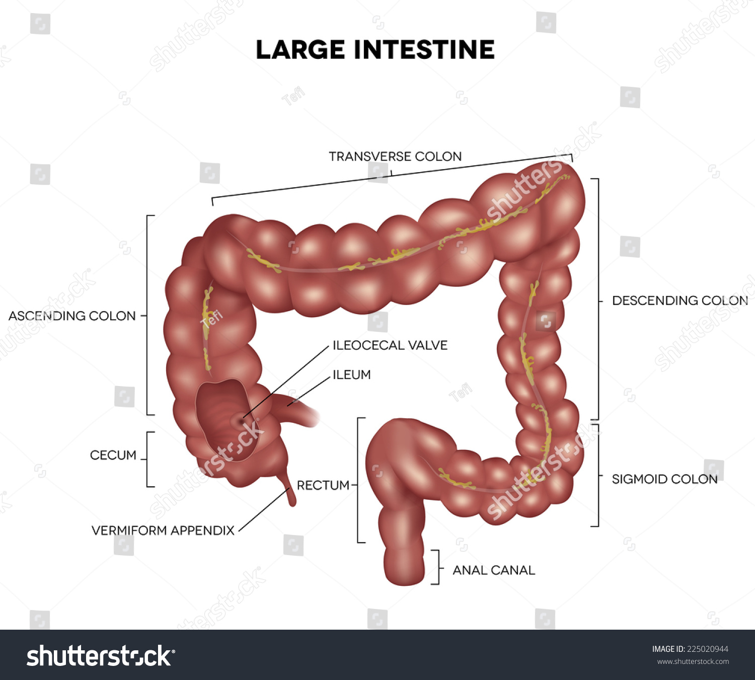 <p>What is the organ and the system?</p>