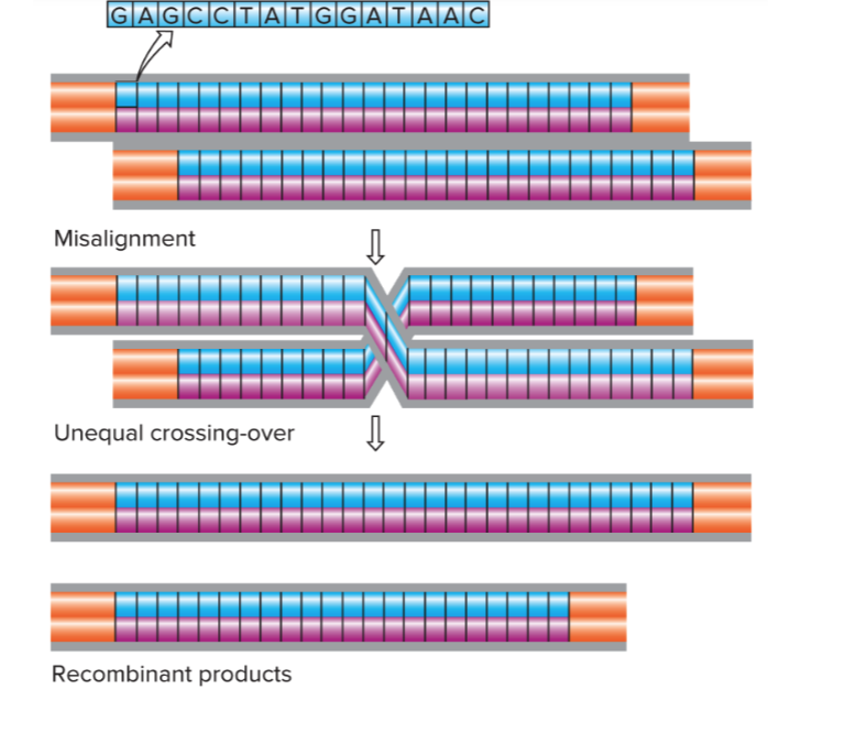 <p>CNVs can be caused from misalignment during recombination</p><p></p>