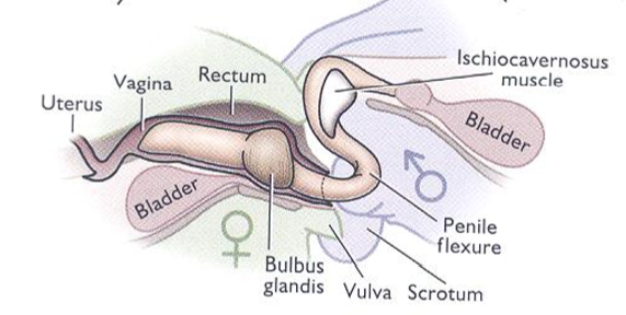 <p>Male and female ‘tied’</p><p> • <strong>Os</strong> penis </p><p>•<strong> Bulbus glandis forms copulatory lock</strong></p><p> • Venous outflow restricted</p><p> • Muscles in female vulva contract</p>