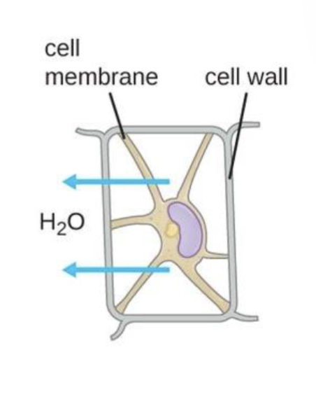 <p>Wilt due to lack of turgor pressure</p>