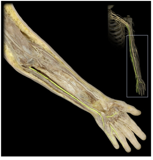 <p>What’s the spinal level of the ulnar nerve?</p>