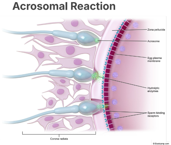 <p>1. Sperm break through <strong>corona radiata </strong>to approach<strong> zona pellucida</strong></p><p></p><p>2. Sperm actin recognizes <strong>zona pellucida ZP3 protein</strong> (same-species fertilization), triggering acrosomal reaction:</p><ul><li><p>Releases hydrolytic enzymes, breaking down zona pellucida’s glycoprotein membrane to access plasma membrane</p></li></ul><p></p><p>3. Sperm and egg plasma membranes fuse, genetic material combines</p>