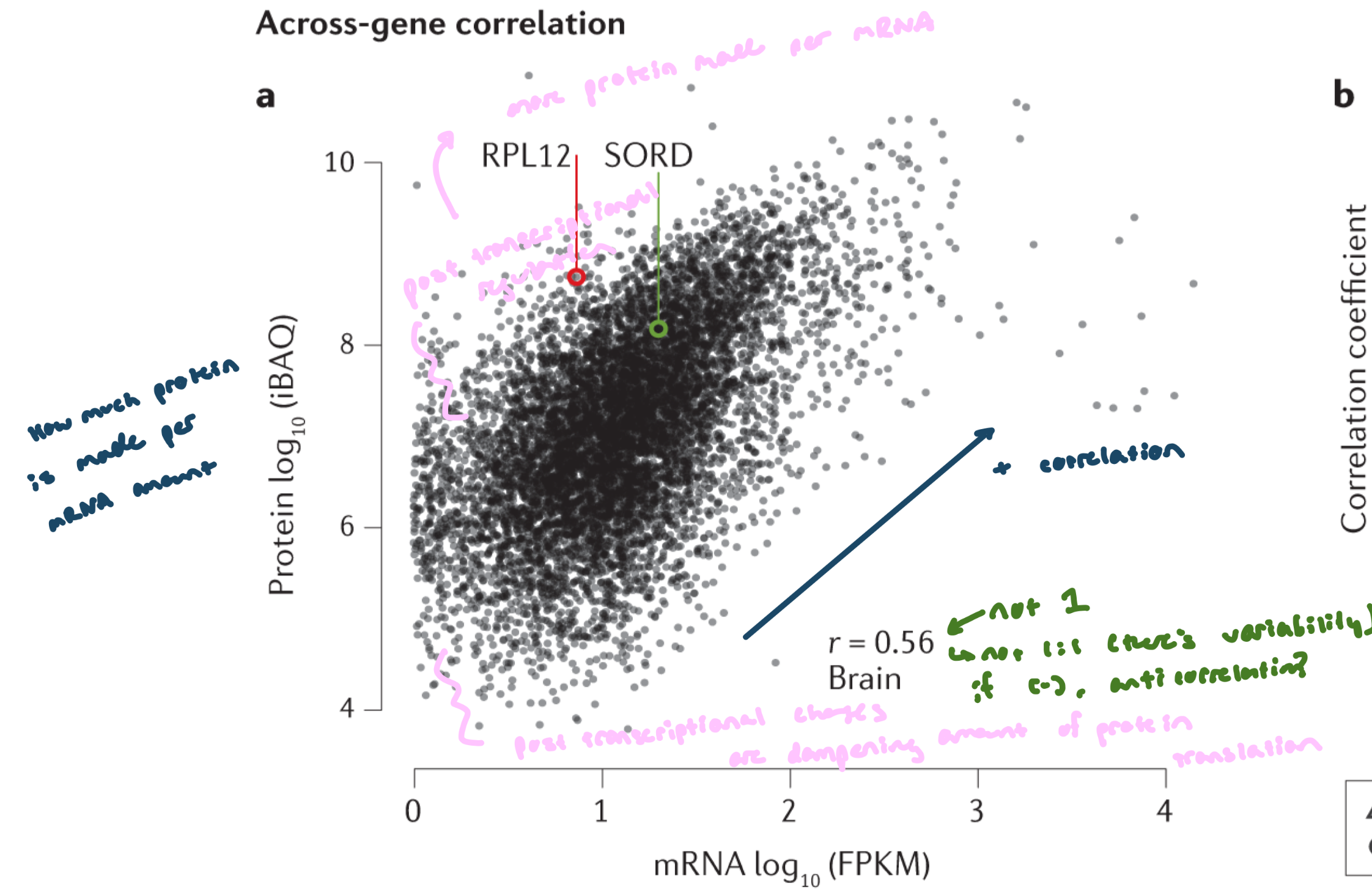 <p>Total RNA vs protein in human brain samples</p><ul><li><p>y-axis: protein produced per amount of mRNA</p></li><li><p>There is a positive correlation (r = 0.56) → more mRNA generally = more protein</p></li><li><p>However, r ≠ 1, so mRNA levels do not perfectly predict protein levels</p></li></ul><p>Interpretation of points:</p><ul><li><p>On the line of best fit: expected protein from mRNA level</p></li><li><p>Below the line: less protein than expected → post-transcriptional repression (reduced translation)</p></li><li><p>Above the line: more protein than expected → enhanced translation</p></li></ul><p></p>