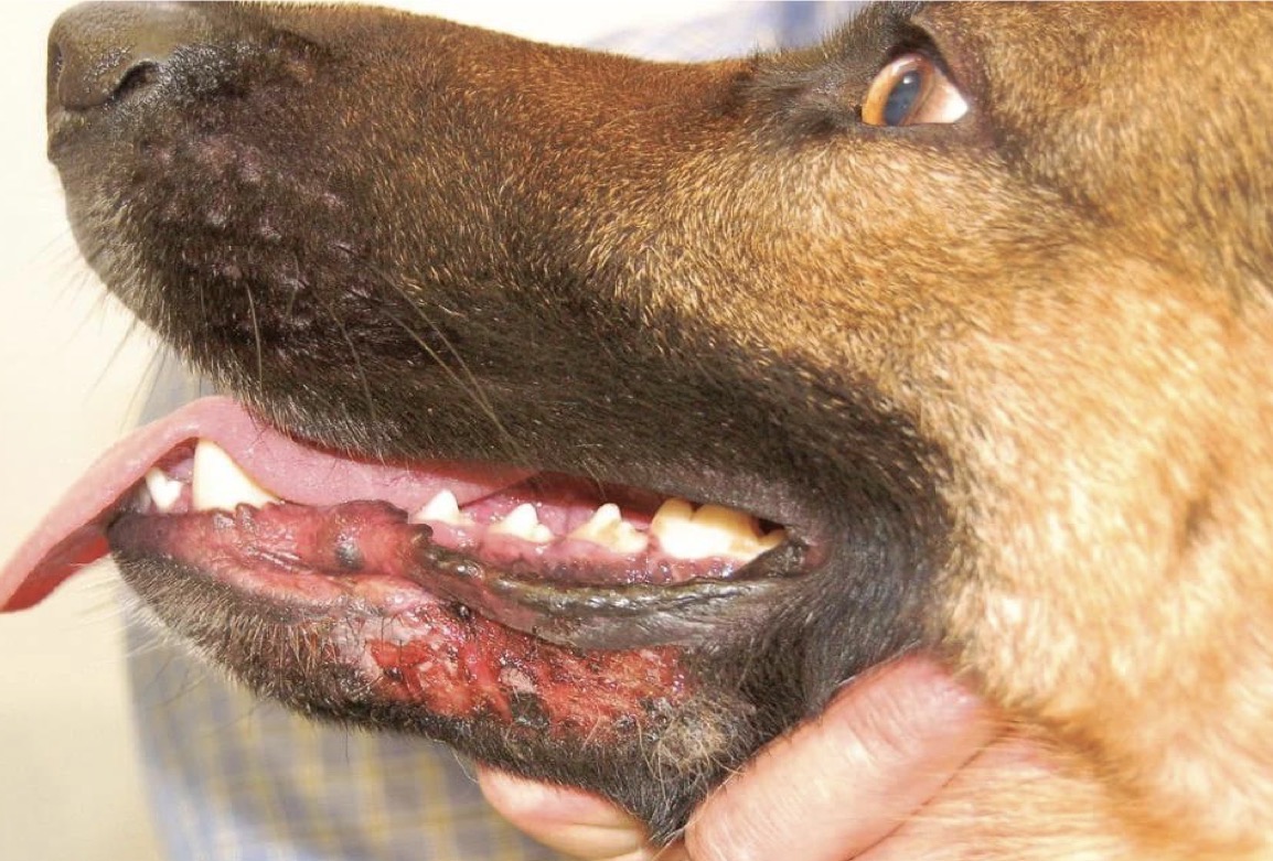 <p>Mucocutaneous Pyoderma</p>