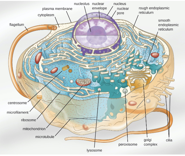 <p>Eukaryotic cells</p>