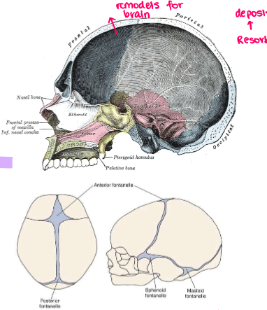 <ul><li><p>frontal, parietal, squamous part of temporal and occipital bones</p></li><li><p>grows by intramemb oss</p></li><li><p>sutures (primary)</p></li><li><p>inner + outer surfaces remodelling</p></li><li><p>reacts to brain growth (deposits and resorbs)</p></li><li><p>at bird, sutures separated by connective tissue (fontanelles) allows defamation of vault during birth</p></li><li><p>after birth, apposition of bone occurs along edges and spaces</p></li></ul><p></p>
