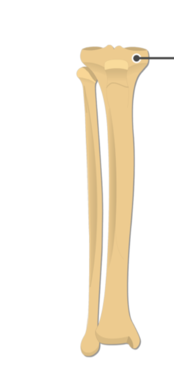 <p>What is this pointing to? What bone is it on?</p>