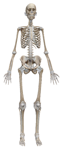 <p>The model is shown standing in anatomical position. Describe anatomical position.</p>