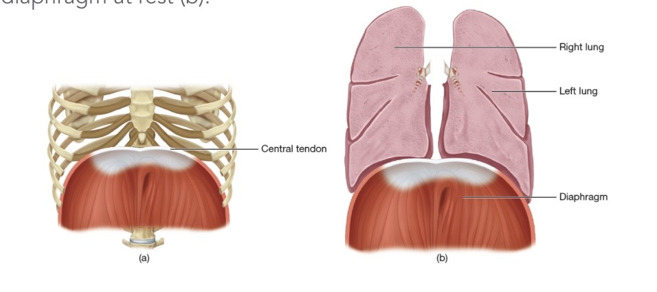 <p>Inspiratory Muscles</p><p>Expiratory Muscles</p>