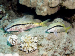 <p>Red sea goatfish</p>