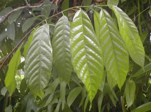 <p>What is this plant? What part of the plant has the relevant compound we discussed? What is the compound?</p>