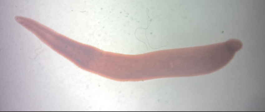 <p>What phylum, class, and subclass does this belong to?</p>