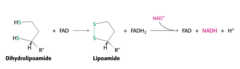 <p>The pyruvate dehydrogenase complex cannot complete another catalytic cycle until the dihydrolipoamide is oxidized to lipoamide. In the fourth step, the oxidized form of lipoamide is regenerated by dihydrolipoyl dehydrogenase (E3). Two electrons are transferred to an FAD prosthetic group of the enzyme and then to NAD+.</p>