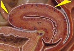 <p>outermost serous layer; the visceral peritoneum</p>