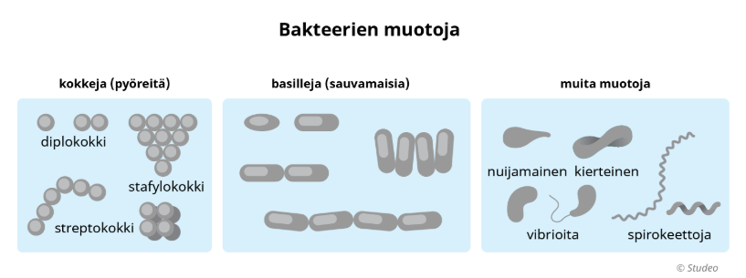 <p>gram värjäys = ne joilla on paksu soluseinä ja gram-neg ohut soluseinä ja ulkokalvo</p><p></p><p>Bakteerien muodot:</p><p></p><p>kokkeja:</p><p>di-plo-kokki</p><p></p><p>basilleja</p>