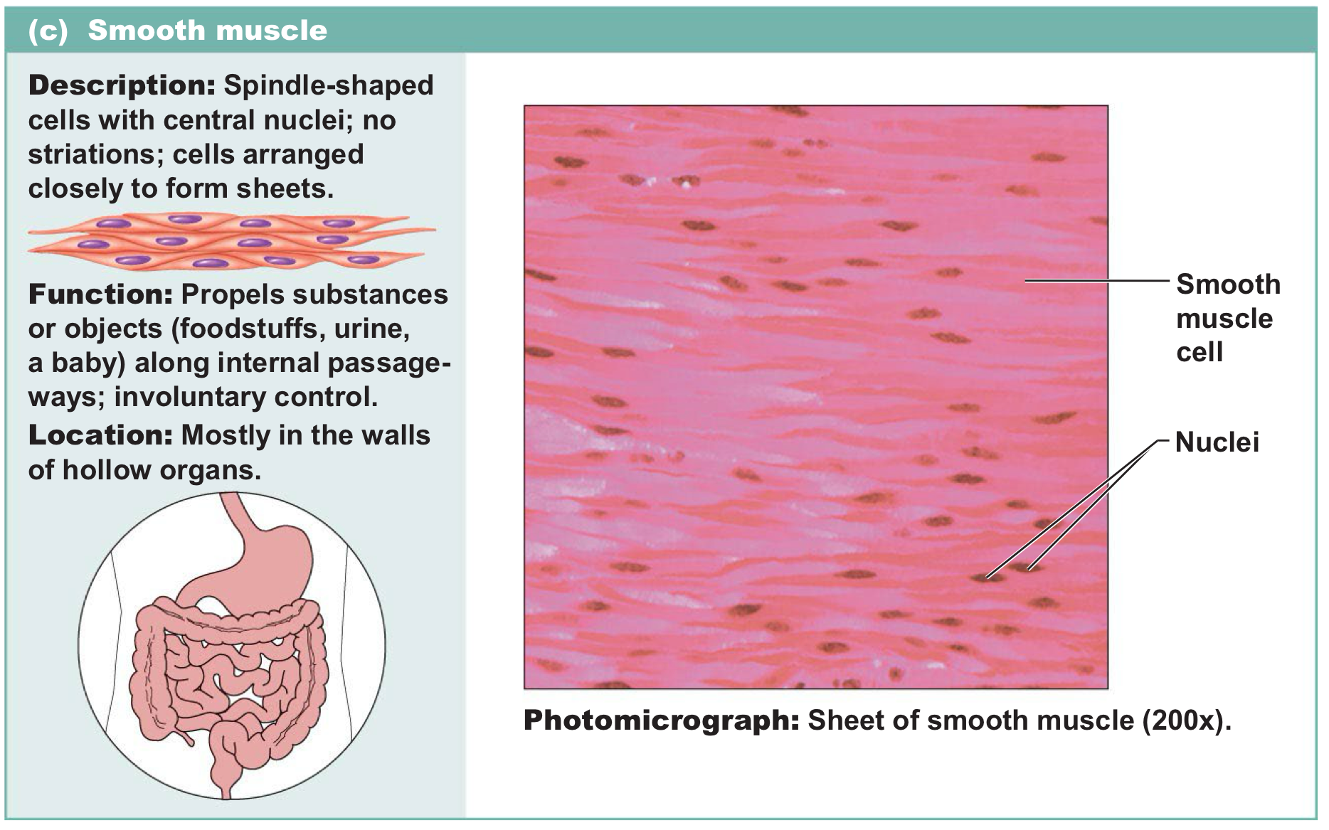 <p>Spindle shaped cells with central nuclei and don’t have striations → involuntary and control movement in hollow organs</p>
