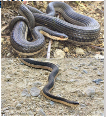 <p>Family: Natricidaea</p><p>Location: Eastern ½ of KS</p><p>ID: <span style="font-size: calc(var(--scale-factor)*23.79px);">Back: Two-tone: Dark brown/gray with cream line right above bell; </span><span>Belly: “Marked” Cream with two longitudinal “stripes” (sometimes spots); divided anal plate; strongly keeled scales; big goggle eyes</span></p><p><span>Life/History: crayfish specialists; diurnal but then becomes nocturnal in summer; live birth</span></p>