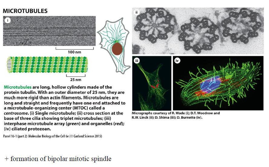 <p>Mikrotubuli er lange, hule tubulinrør (~25 nm) som er mere stive end aktinfilamenter.</p><p>Figuren viser at de:</p><ul><li><p>organiseres fra et centrosom/MTOC</p></li><li><p>findes i cilier</p></li><li><p>hjælper med intracellulær transport</p></li><li><p>danner den bipolære mitotiske spindel ved celledeling</p></li></ul><p></p>